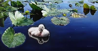 cygnetandwater lilies