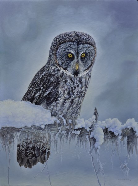 Gray Owl 18 x 24