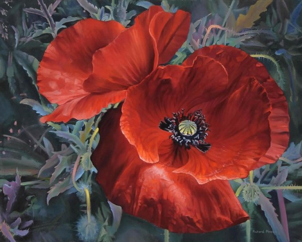 Red Poppies 20