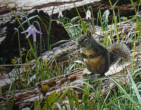 Red Squirrel 14" x 11"
